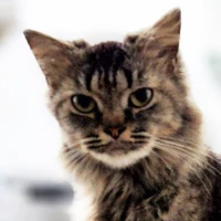 CATOSHI