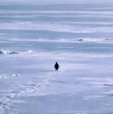 PENGUIN-rHjkV8RpxmNQnuy4RG2ShYLTE14tRZbrGZ