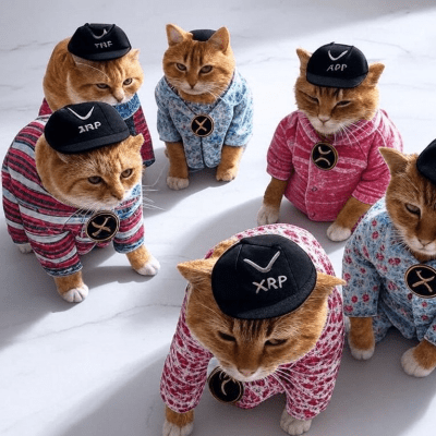 XRP Cat Pyjama Party