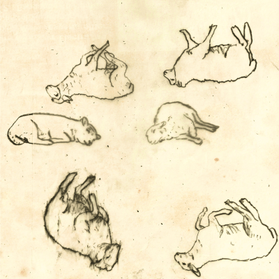 Sheeps