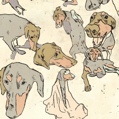 dog study